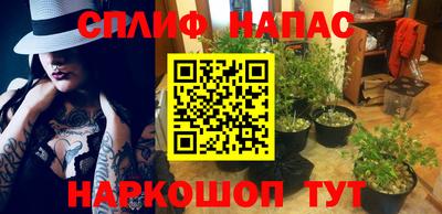 гидра Ставрополь